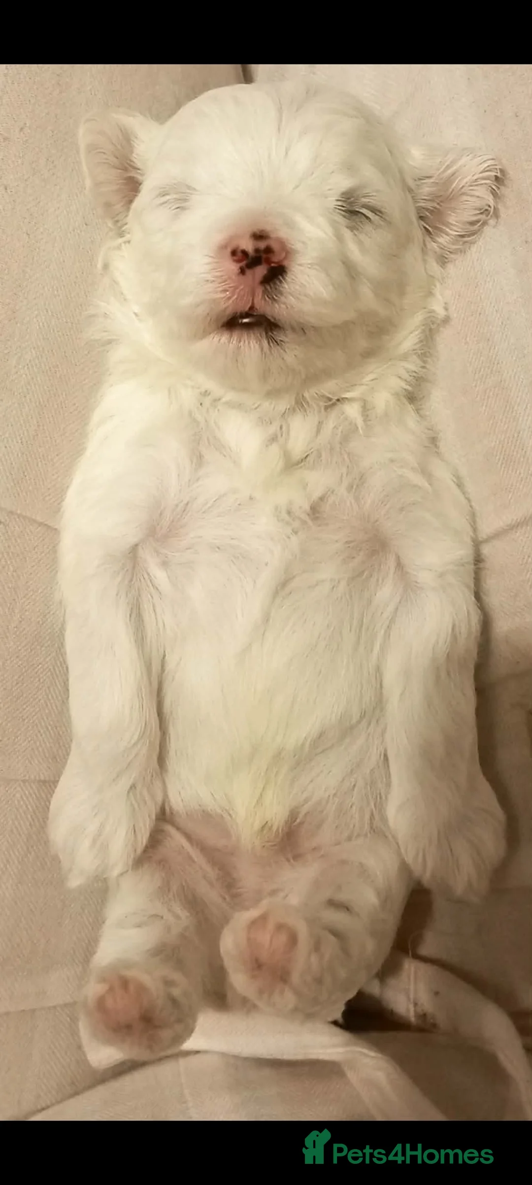 Maltese dogs for sale: Beautiful Maltese Boy Hypoallergenic - Advert 7