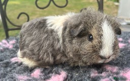 Guinea Pig rodents for sale: Guinea pigs, breed Texel and Merino - Image 4