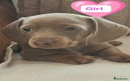 Miniature Dachshund dogs for sale: DWKC-REGISTERED- Miniature Dachshund Puppies  - Image 4