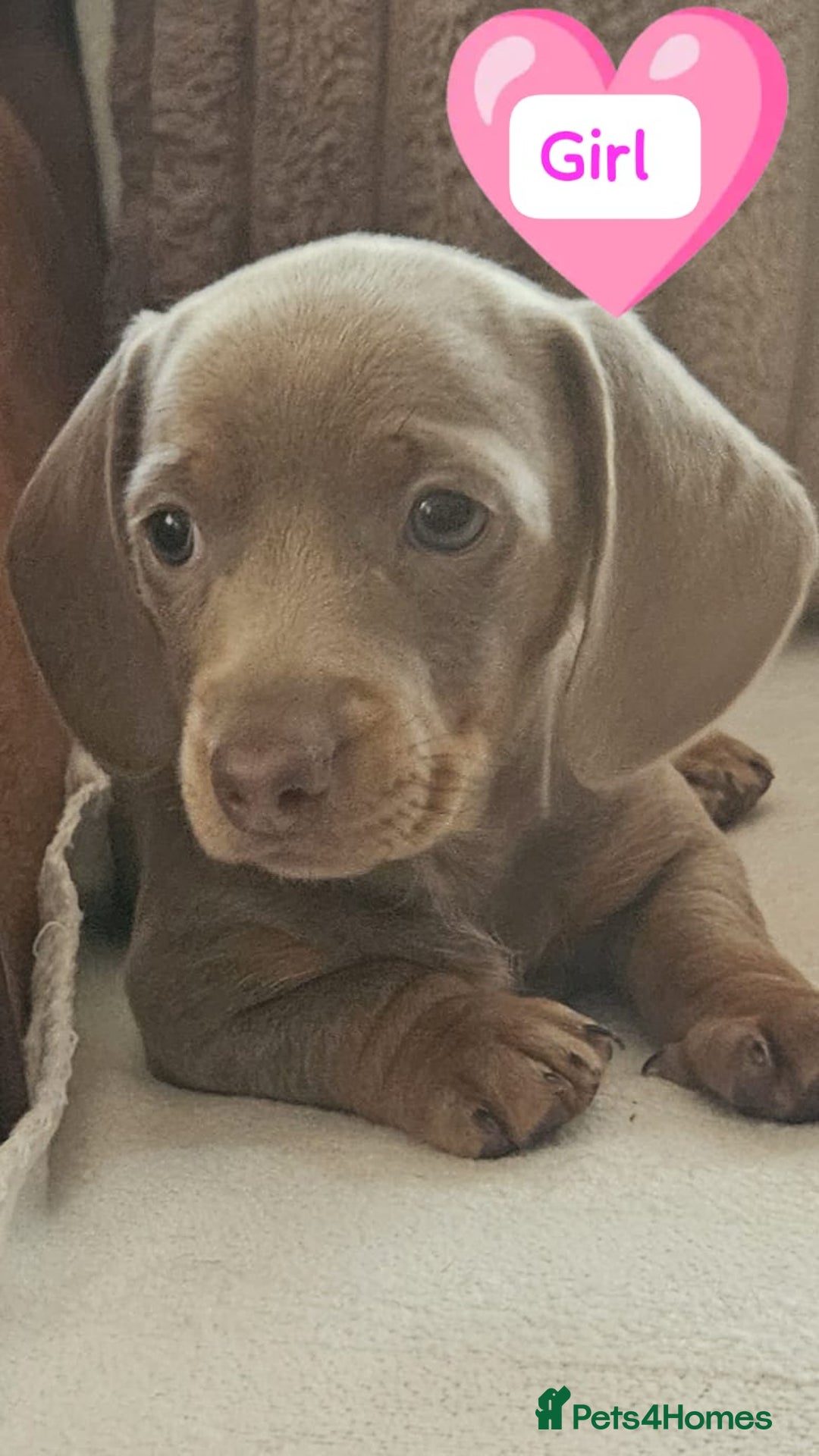 Miniature Dachshund dogs for sale: DWKC-REGISTERED- Miniature Dachshund Puppies  - Image 4