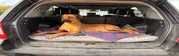 Rhodesian Ridgeback dogs for sale: Wait List Open - Safely Arrived 14th June - Advert 16
