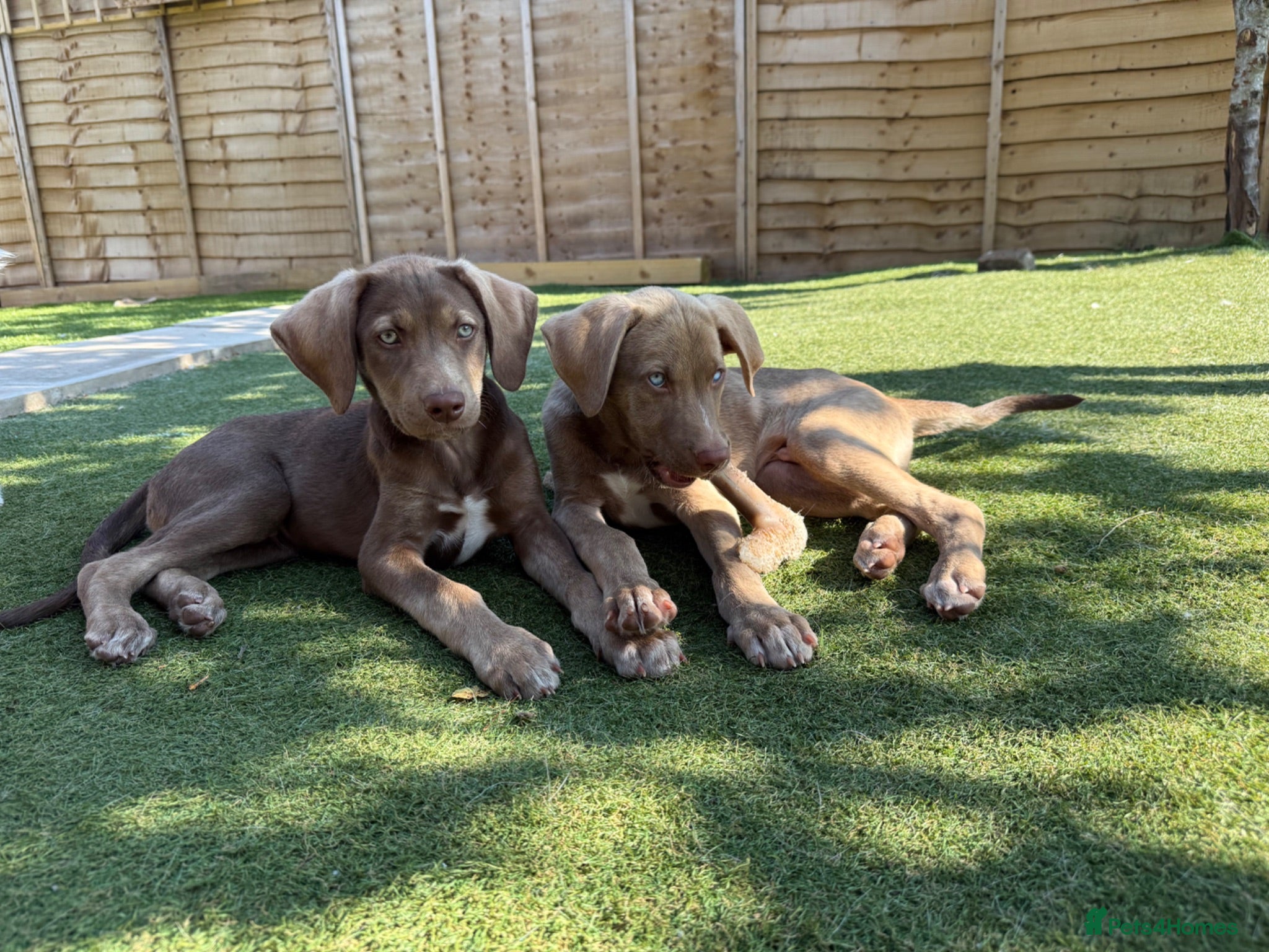 Mixed Breed dogs ONE BOY Husky Shepherd x Weimaraner READY NOW  - Advert 1