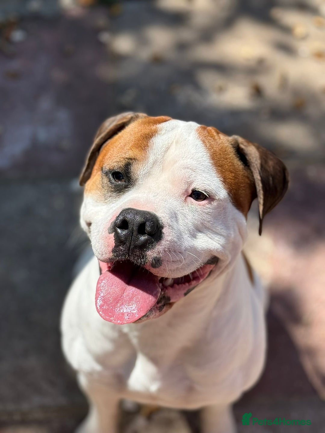American Bull Staffy dogs for stud: Looking to stud - Image 2