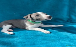 Whippet dogs for sale: Whippet puppies  - Image 7