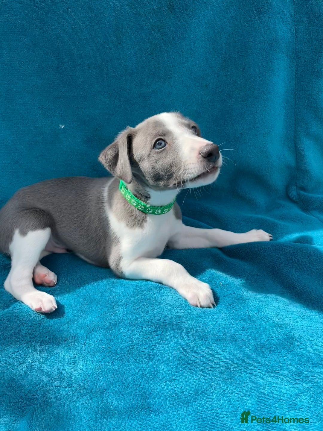 Whippet dogs for sale: Whippet puppies  - Image 7