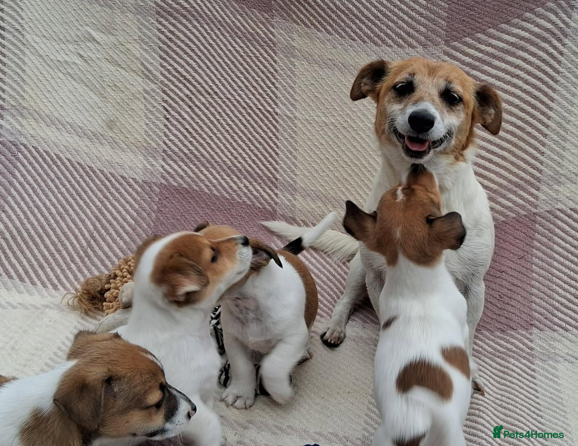Jack Russell dogs Pure Jack Russell pups for sale - Advert 2