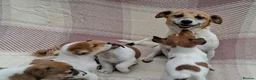 Jack Russell dogs for sale: Pure Jack Russell pups for sale - Advert 2