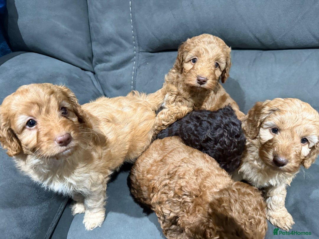 Cockapoo dogs for sale: All female fluffy Cockapoo puppies - Advert 20