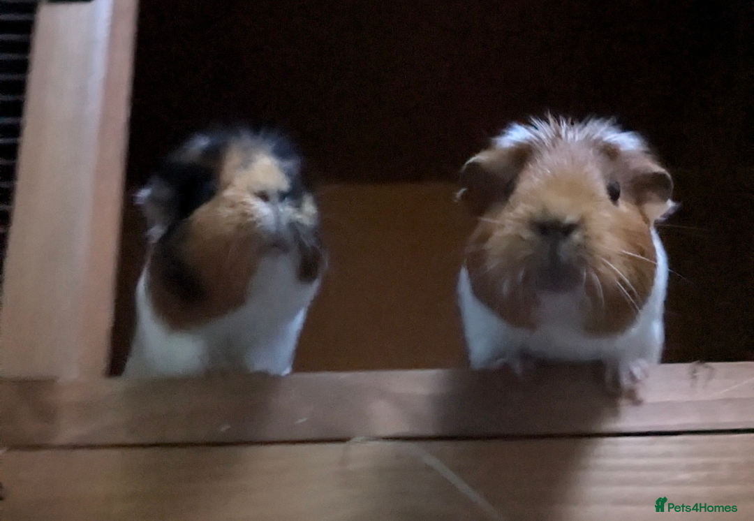 Guinea Pig rodents for sale: Pair of 5 year old sows looking for a new home. - Image 3