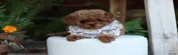 Toy Poodle dogs for sale: Stunning Asian Toy Poodle Puppies – Ready Now 🐾 - Advert 5