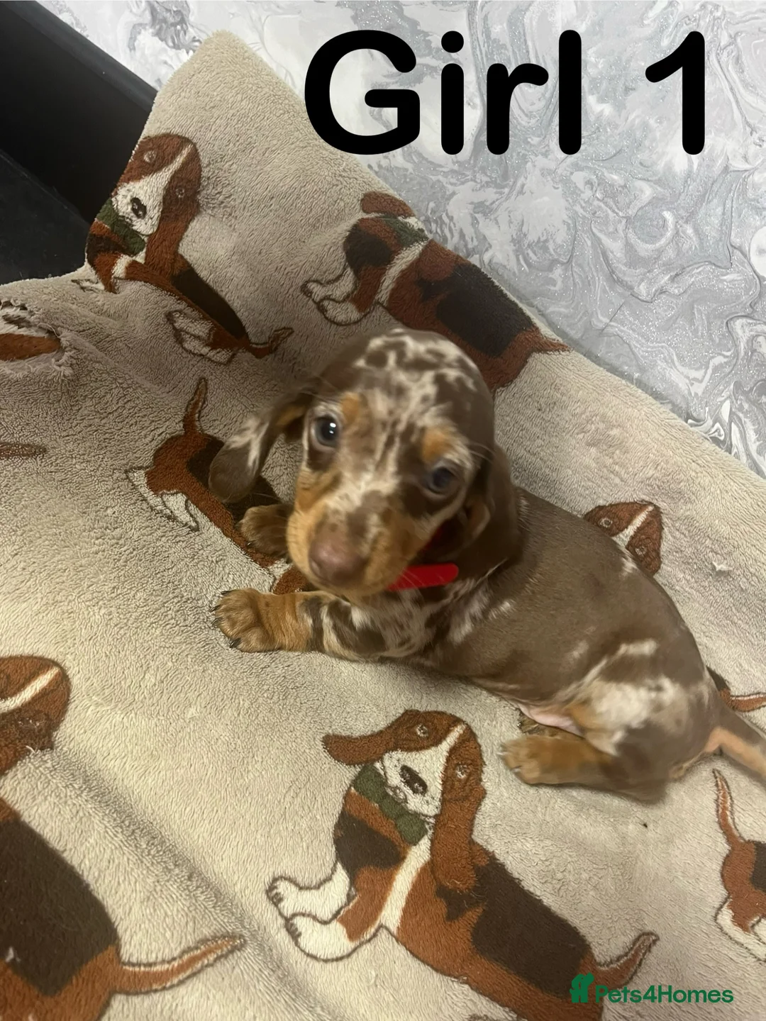 Miniature Dachshund dogs for sale: Miniature dachshunds - Advert 2