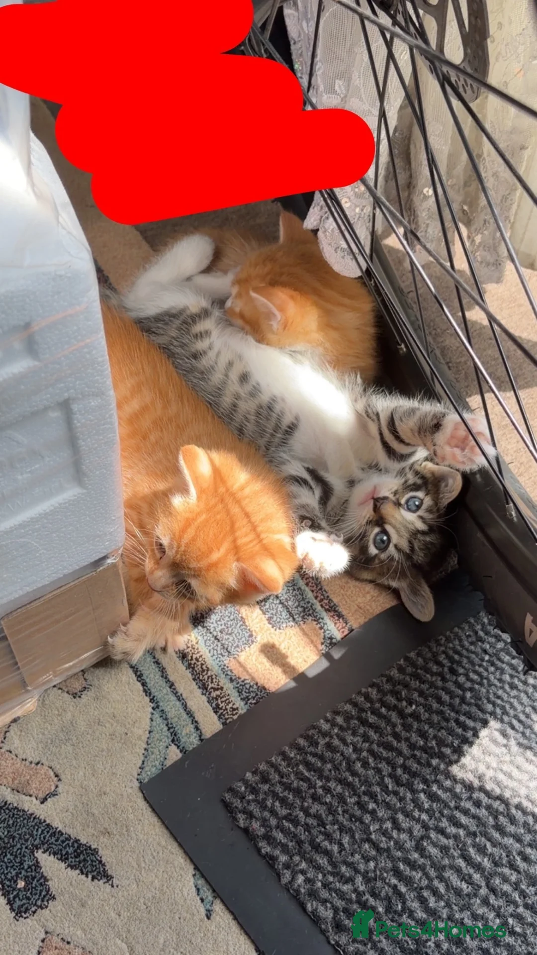Mixed Breed cats for sale: pet kittens for sale  in London - Advert 5