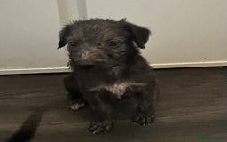 Mixed Breed dogs for sale: Beddlington x Whippet - Image 8