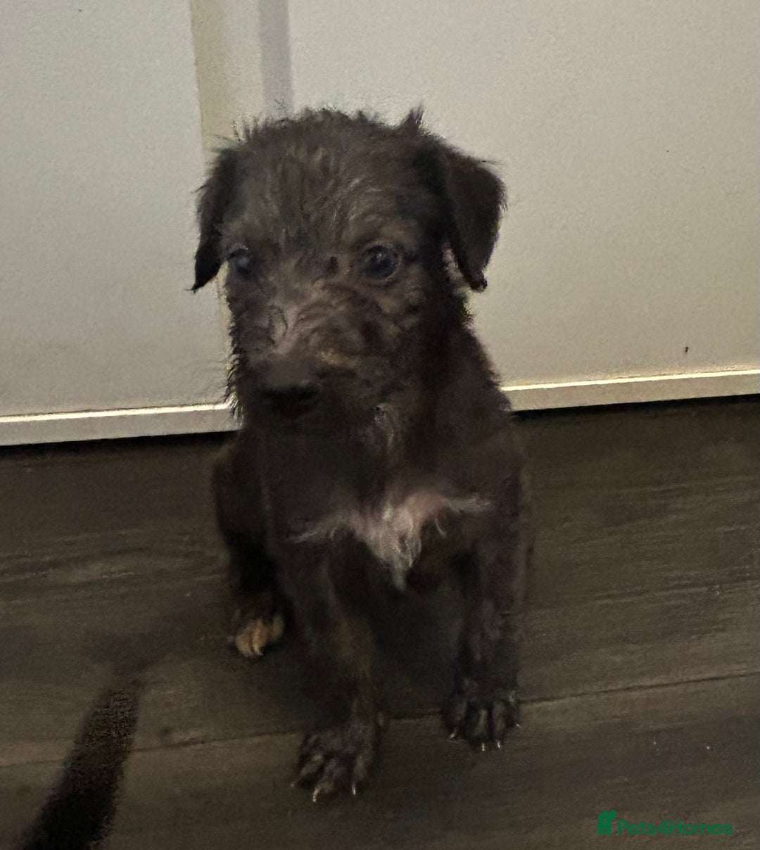 Mixed Breed dogs for sale: Beddlington x Whippet - Image 8