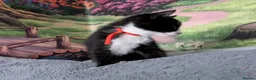 Domestic Shorthair cats for sale: Domestic Shorthair Kittens - Advert 6
