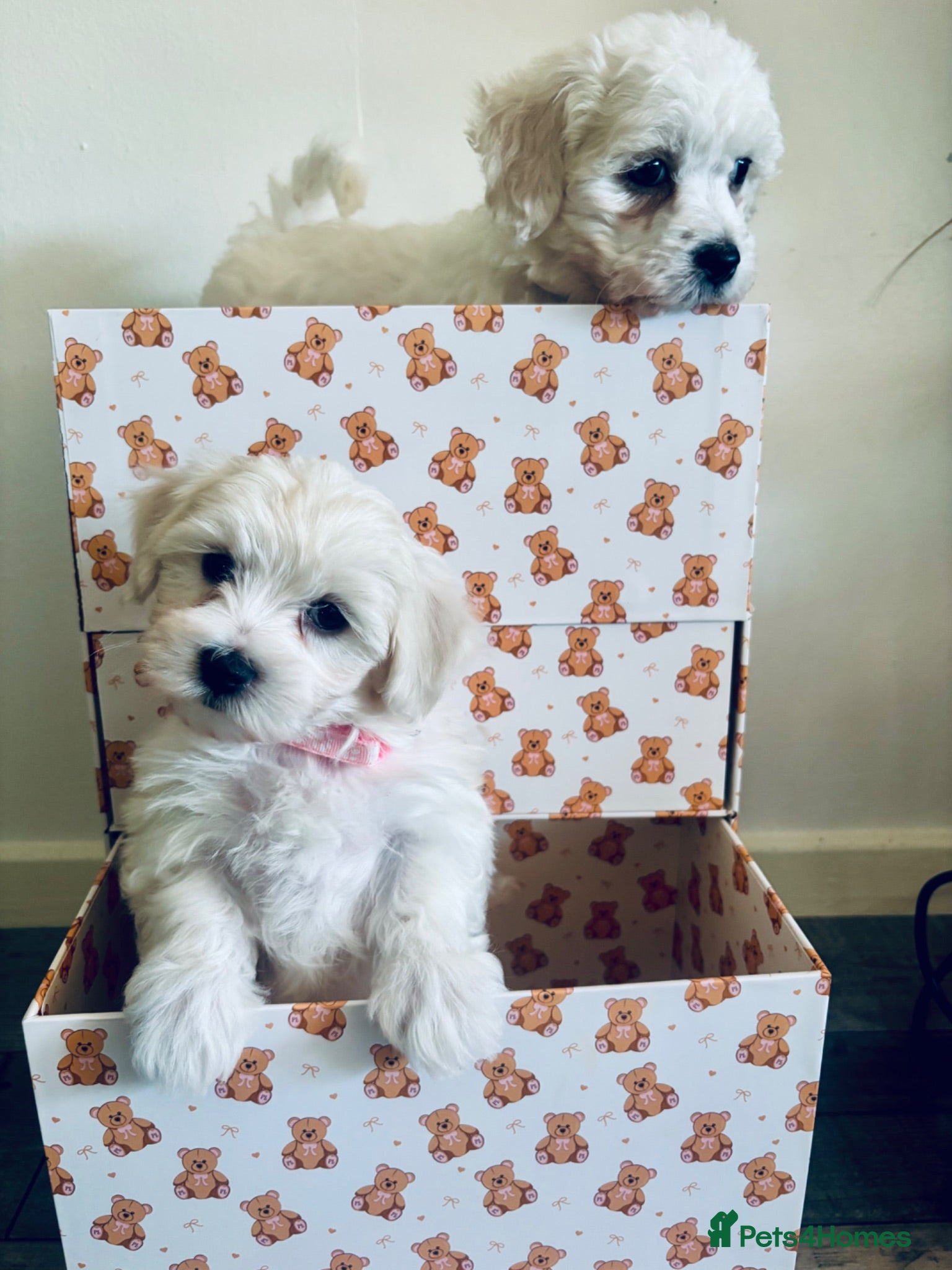 Mixed Breed dogs Beautiful teddy bear Maltese pups ready to leave  - Advert 11