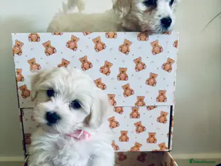Mixed Breed dogs Beautiful teddy bear Maltese pups ready to leave - Advert 5