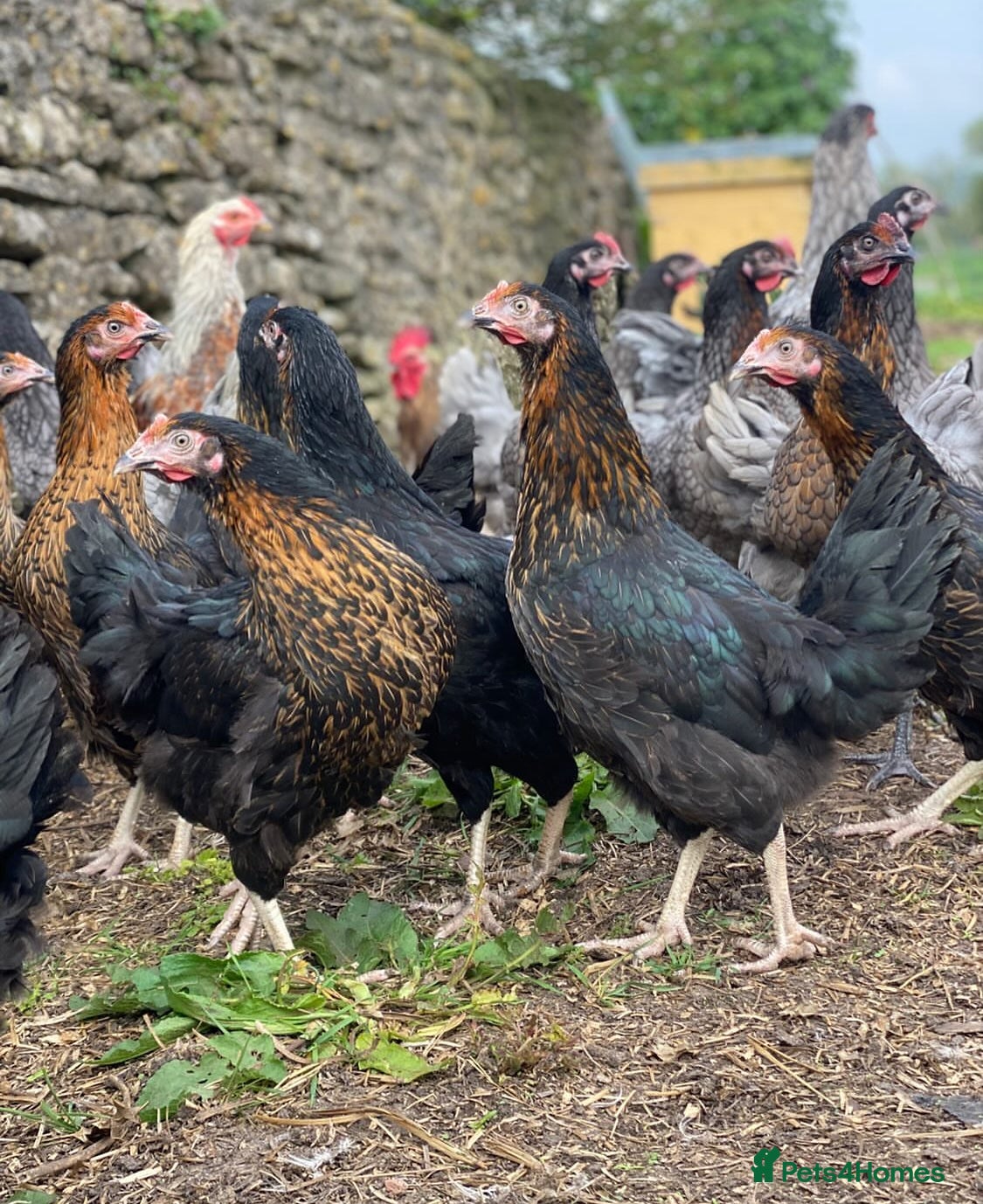 Mixed Breed birds Point of lay Hens & Pullets – VARIOUS BREEDS 🦚  - Advert 1
