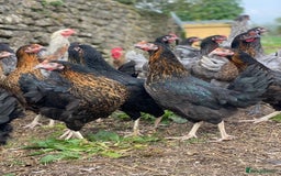 Mixed Breed birds for sale: Point of lay Hens & Pullets – VARIOUS BREEDS 🦚  - Image 27