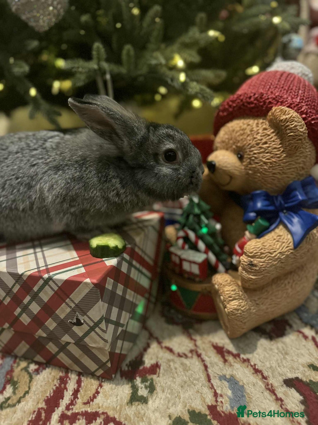 French Lop rabbits for sale: French lops and lion heads  - Advert 2