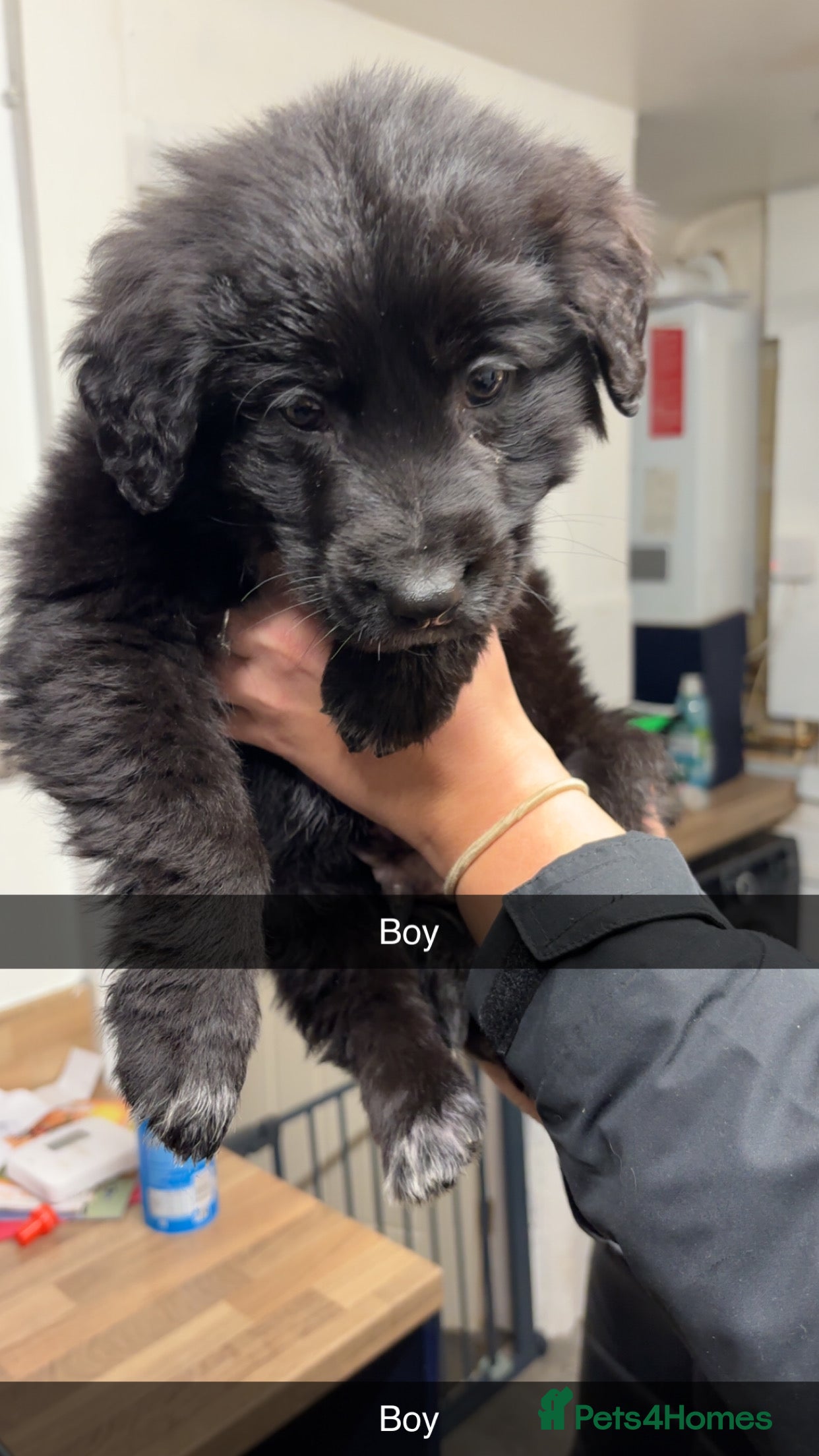 Mixed Breed dogs Gsd x cocker spaniel (Shepherd spaniel) - Advert 1