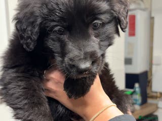 Mixed Breed dogs Gsd x cocker spaniel (Shepherd spaniel) - Advert 1