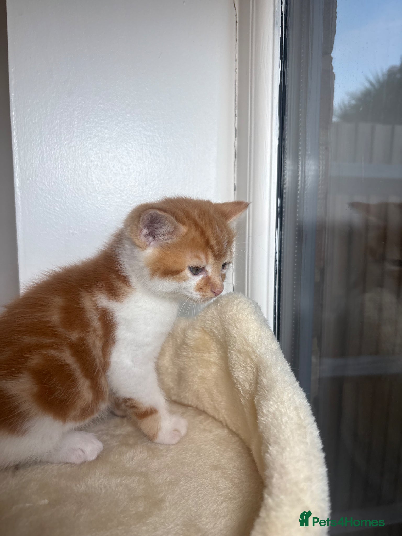 Mixed Breed cats for sale: 4girls 1boys mixed bengal kittens  in Maidstone - Advert 4