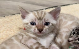 Bengal cats for sale: TICA reg Bengal Kittens - 2 male Snow Spotted  - Image 8