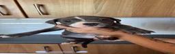 Staffordshire Bull Terrier dogs for sale: Beautiful staff pups - Advert 5