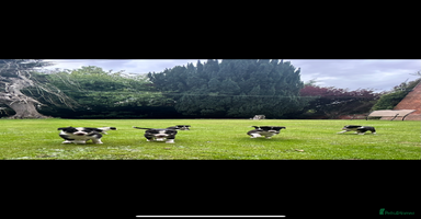 Border Collie dogs - Advert 4
