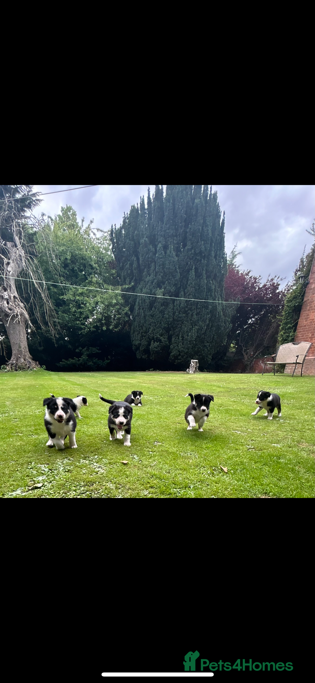 Border Collie dogs for sale: Gorgeous Border Collie Puppies  - Image 17