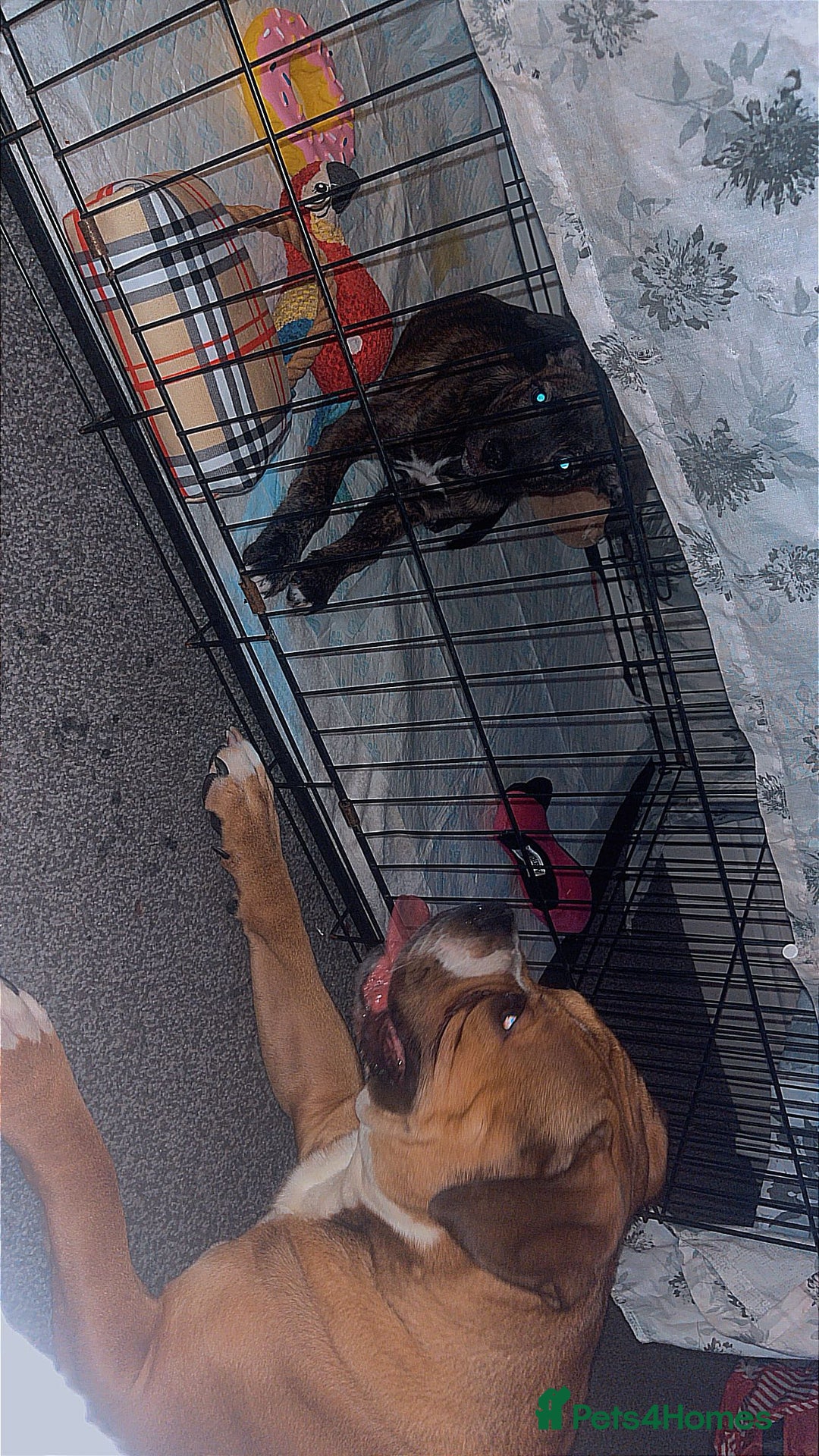 Mixed Breed dogs for sale: Kiara - Advert 3