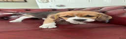 Beagle dogs for sale: Beagle puppies  - Advert 3