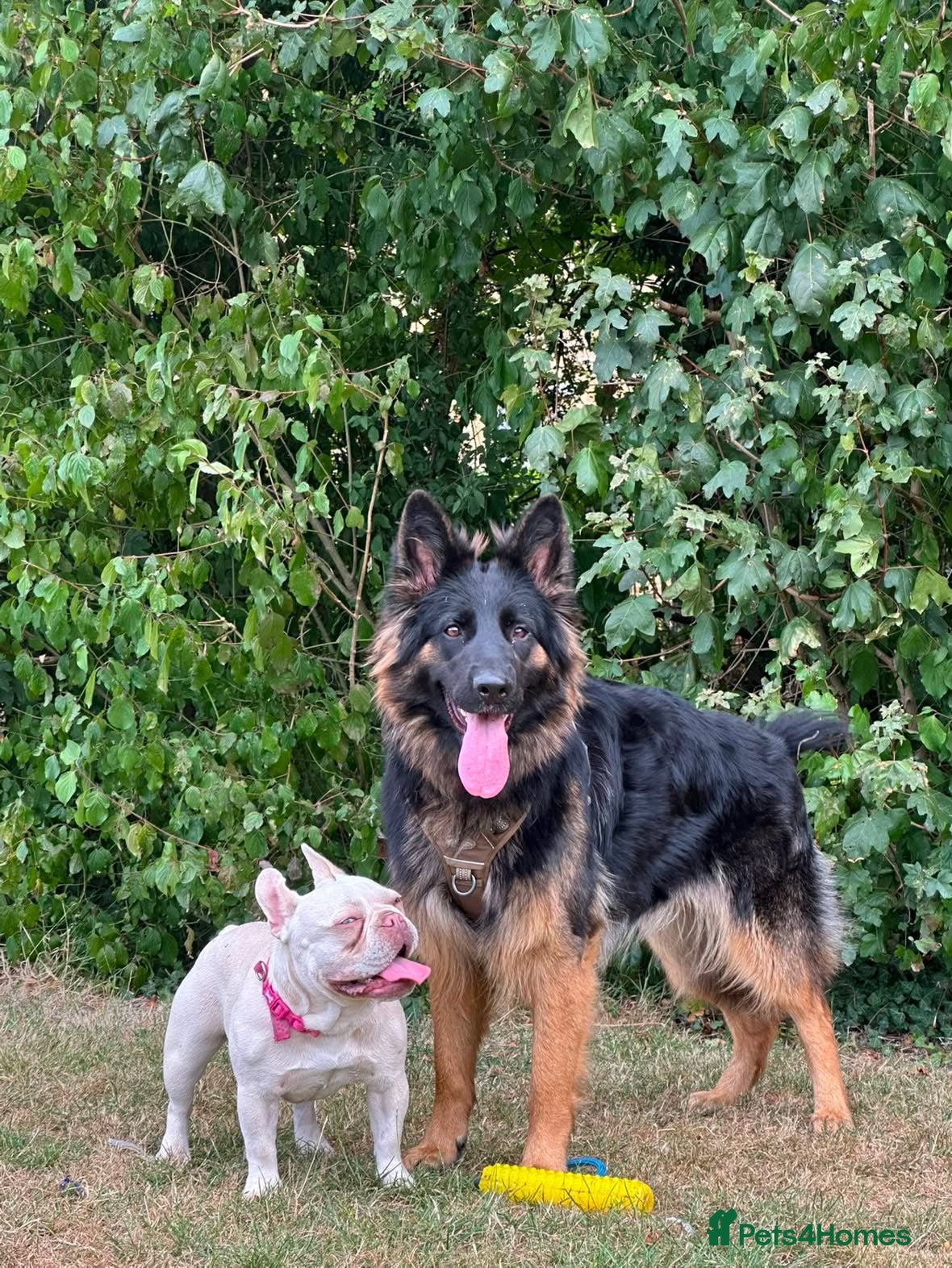 German Shepherd dogs for sale: Looking for new house - Advert 1