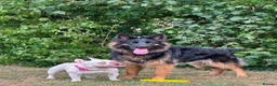 German Shepherd dogs for sale: Looking for new house - Advert 1