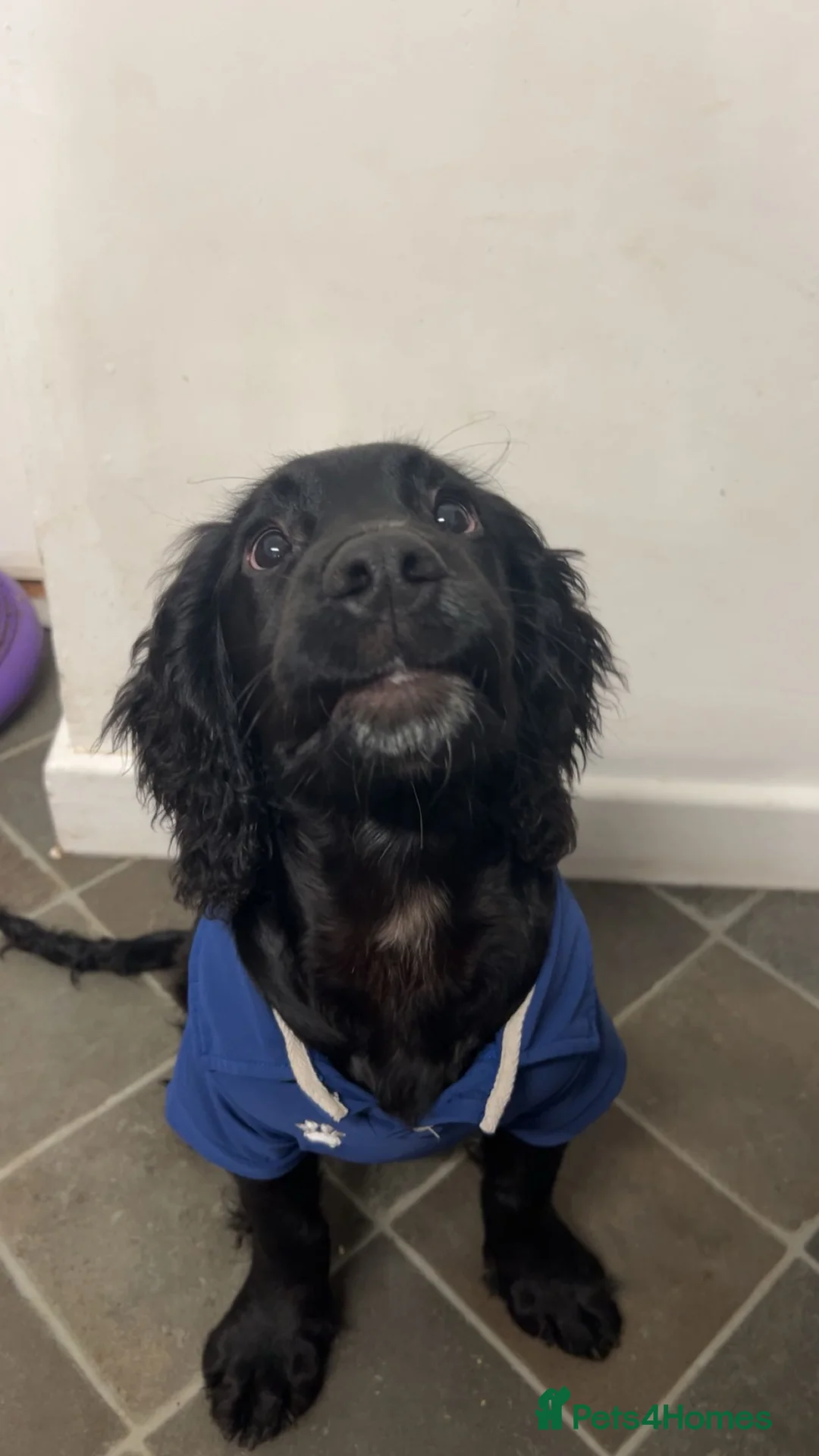 Cocker Spaniel dogs for sale: Male cocker spaniel - Advert 5