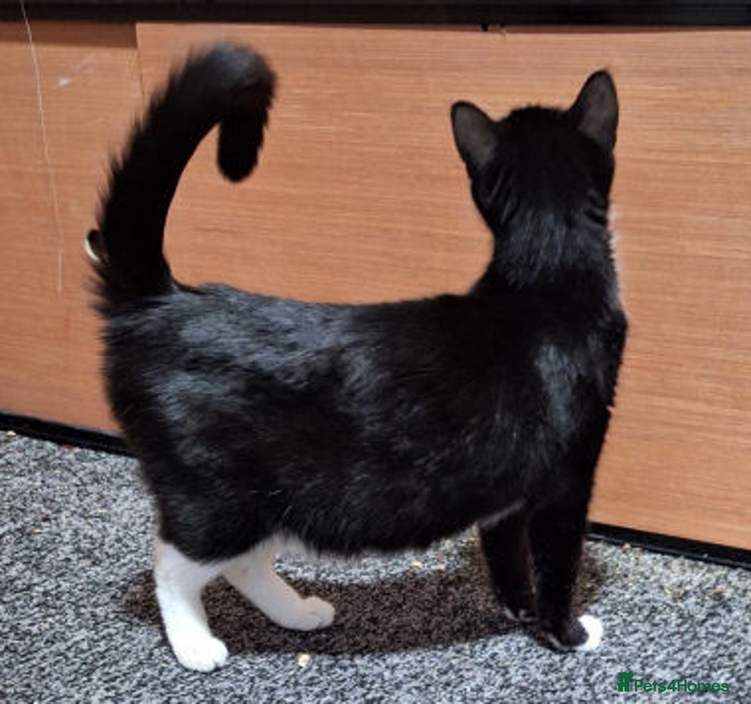Mixed Breed cats for adoption: IRMARNI - Advert 4