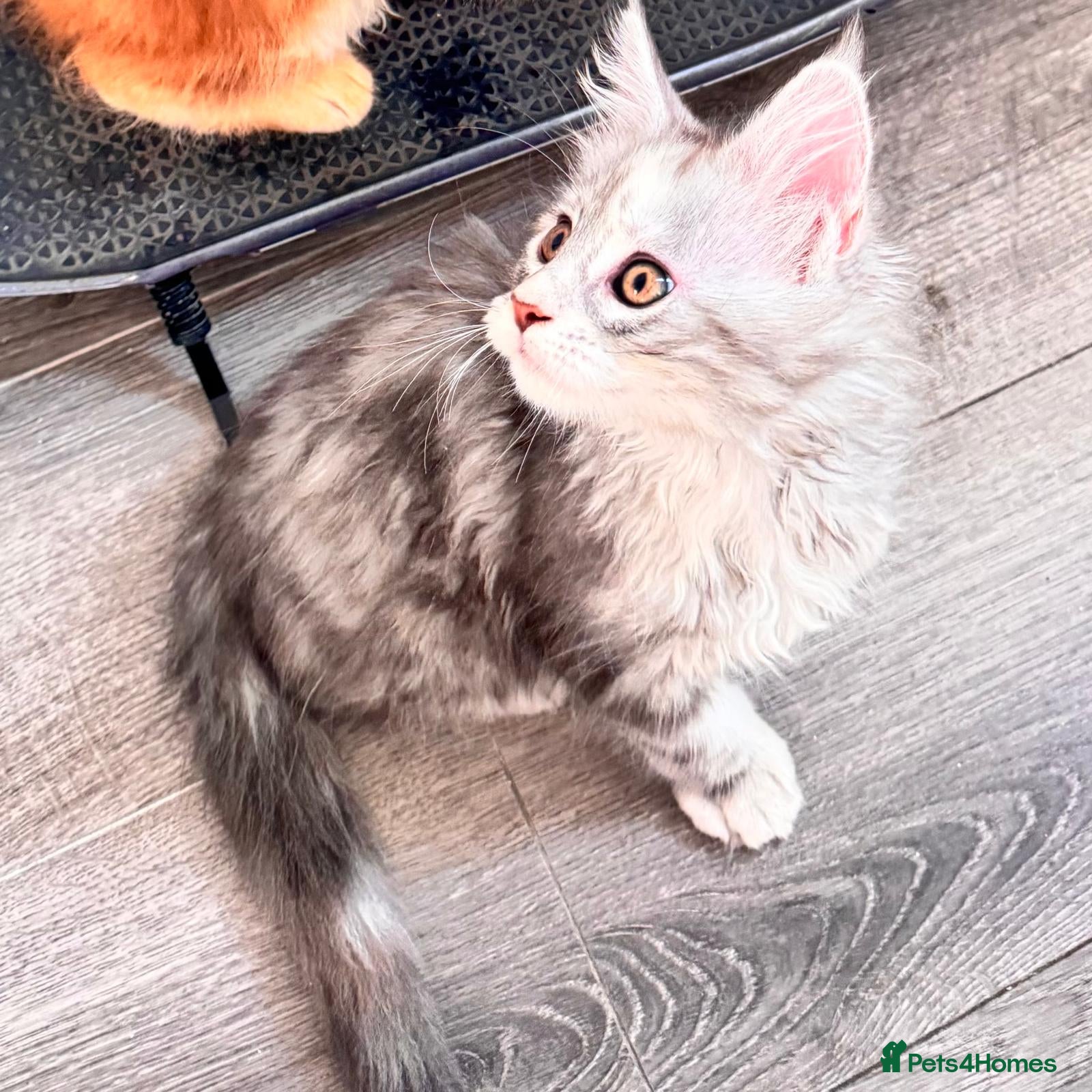 Maine Coon cats Pure breed XXL Maine Coon kittens  - Advert 3