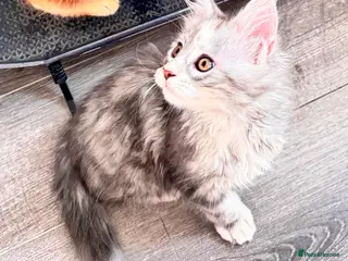 Maine Coon cats Pure breed XXL Maine Coon kittens - Advert 5