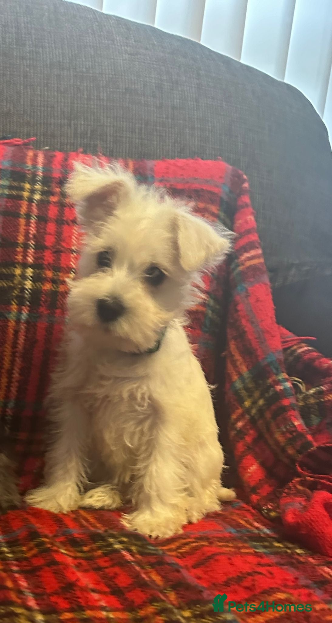 Miniature Schnauzer dogs Tiny Miniature schnauzer pups kc - Advert 2