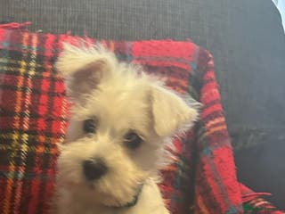 Miniature Schnauzer dogs Tiny Miniature schnauzer pups kc - Advert 2