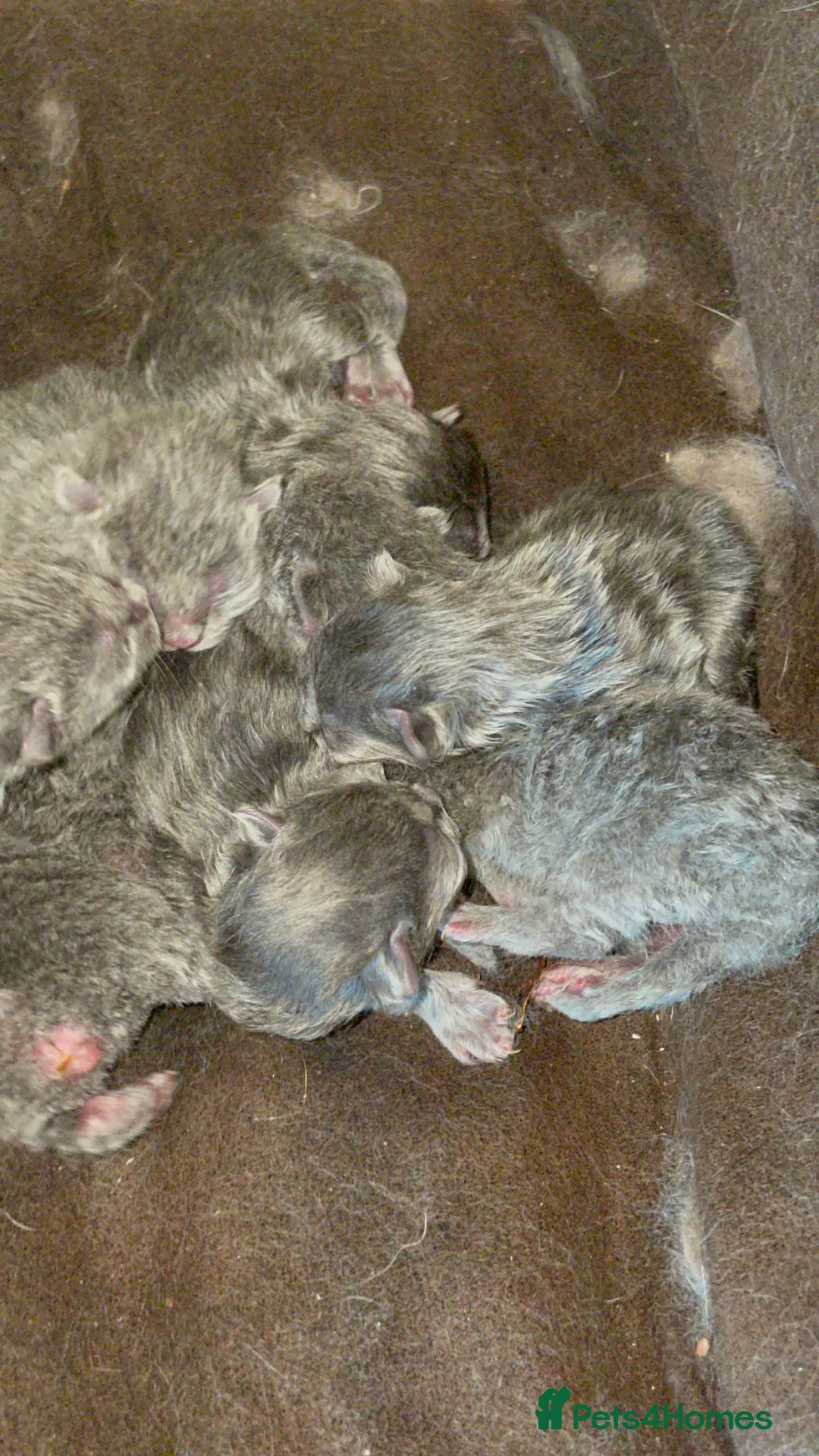 Mixed Breed cats for sale: 6 kittens for sale in Boston - Advert 2