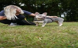 French Bulldog dogs for adoption: Lovely Anita is looking for her forever home! - Image 3