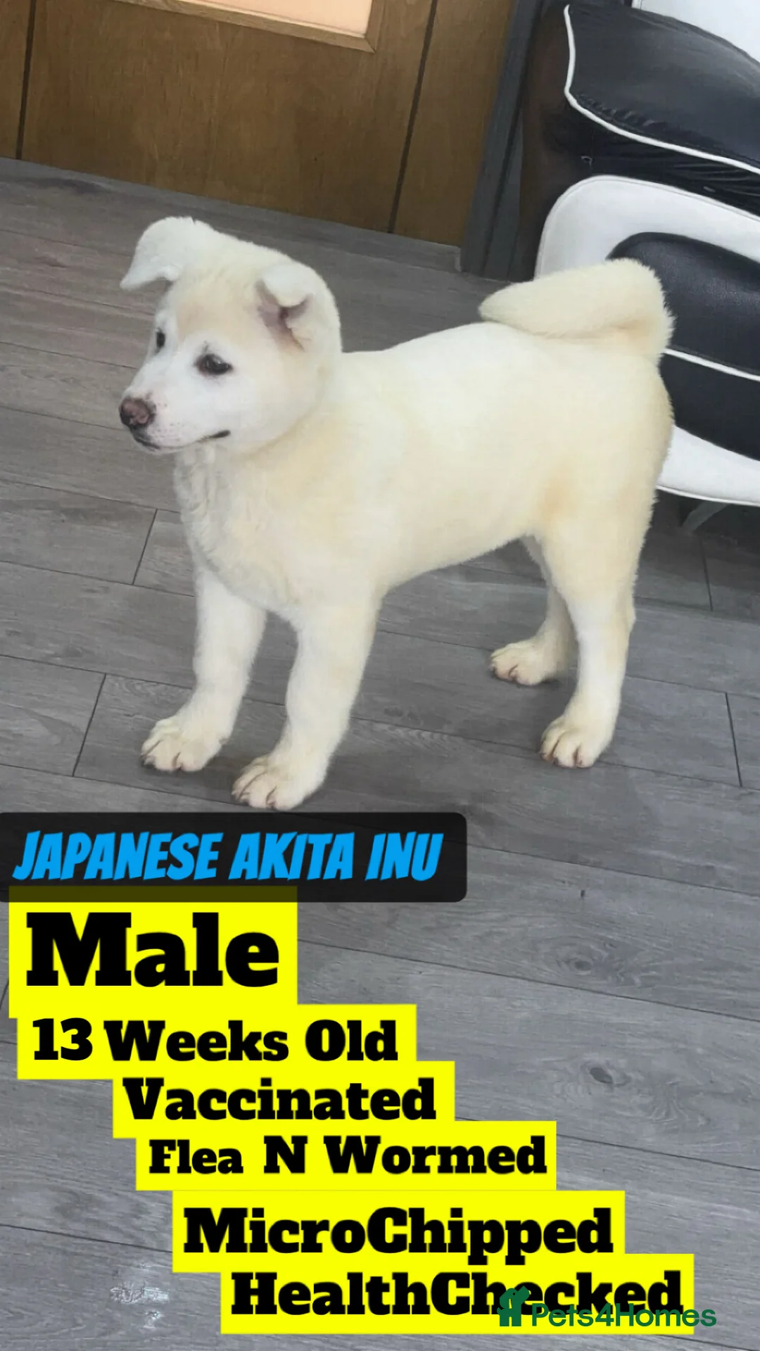 Japanese Akita Inu dogs for sale: Japanese Akita Inu - Advert 2