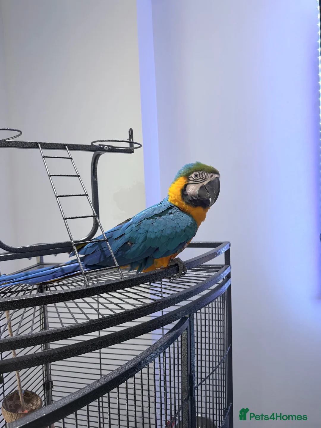 Macaws birds for sale: Penny in Clydebank - Advert 5