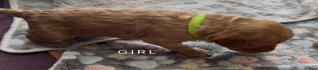 Goldendoodle Puppy 4