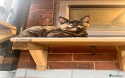 Ragdoll cats for sale: Calico Ragdolls - Image 3
