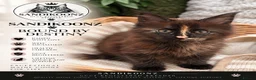 Maine Coon cats for sale: 7 x Stunning Maine Coon Kittens - Advert 24