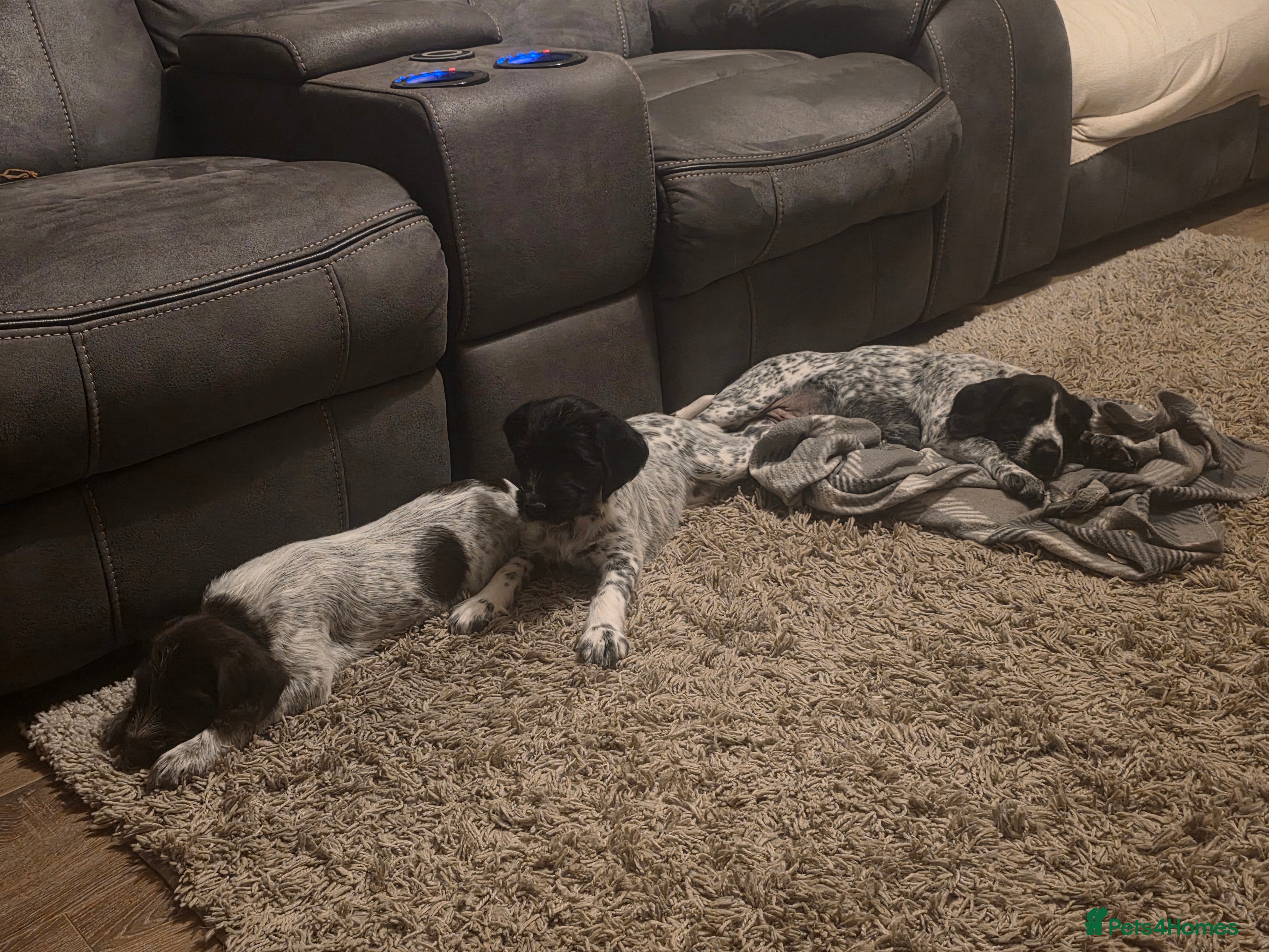 Mixed Breed dogs German pointer  - Advert 15