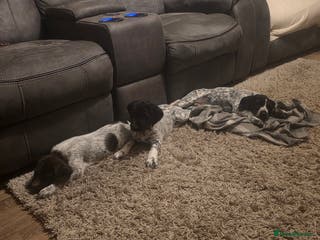 Mixed Breed dogs German pointer - Advert 7